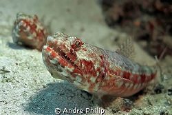 lizardfishes waiting for prey... by Andre Philip 